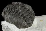 Adrisiops Weugi Trilobite - Recently Described Phacopid #115223-1